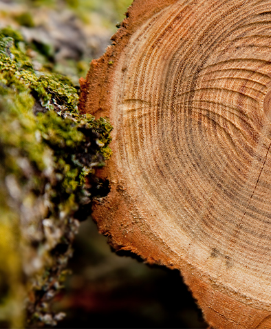 ทำไมพาเลทขึ้นรูปจึงไม่จำเป็นต้องรมควันเพื่อการส่งออก?