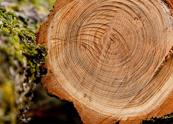 บริษัท รอนซัน อิมพอร์ต แอนด์ เอ็กซ์ปอร์ต บจก.